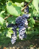 Nebbiolo