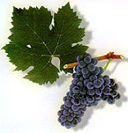 [Image: Cabernet franc]